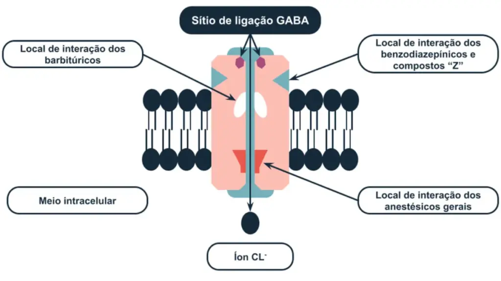 Mecanismo de ação dos benzodiazepínicos nos receptores GABA-A