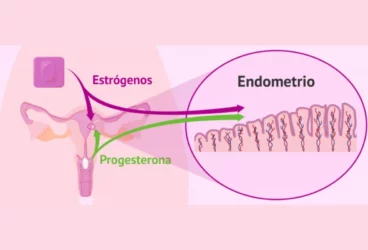 estrogênio e progesterona