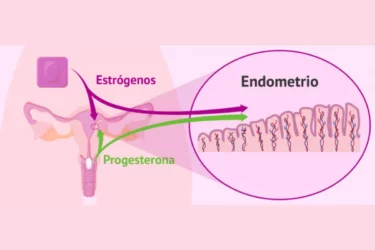 estrogênio e progesterona
